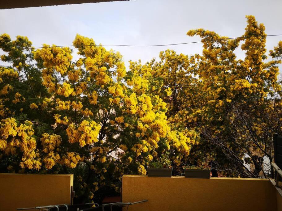 Appartement Proche Mer Avec Terrasse Et Jardin Privatif Hyères Buitenkant foto